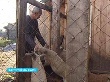 Ялуторовские фермеры взялись выращивать экзотических свиней Ялуторовские фермеры взялись выращивать экзотических свиней