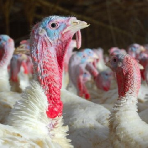 Запуск племенного репродуктора индейки в Тюменской области на 25% снизит зависимость от импорта