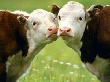 Южноуральские ветеринары помогут сэкономить предпринимателям