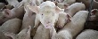 Прокуратура: на фермах Тульской области есть угроза заражения свиней