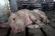Беларусь прекратила экспорт свинины из Витебской области: свиньи болеют, диагноз уточняется