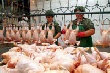 Основной рост объемов производства мяса обеспечили калужские птицефабрики