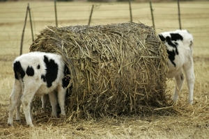 У племенного завода в Саратовской области обнаружена свалка останков крупного рогатого скота