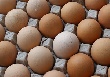 Украина рекомендует птицефабрикам сдержать цены на яйца