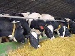 В Минсельхозпроде РТ обсудили вопросы животноводства