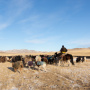 Животноводство в экономике Монголии