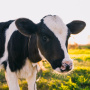 Во Франции сократится поголовье коров и вырастет импорт мяса