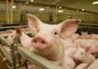 Девять районов Брянской области объявлены зонами угрозы заноса африканской чумы свиней