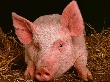 В Адыгее местные производители покрывают потребность рынка в качественной свинине