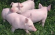 Более 80% свинохозяйств Запорожской области перевели на закрытый режим
