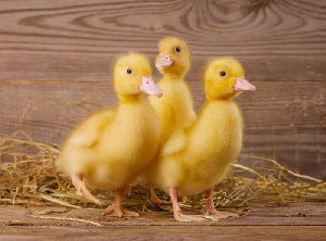 На предприятие по производству мяса утки в Миллеровском районе поступила первая партия утят