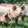 Поголовье свиней в Польше сократилось в 14 раз за год