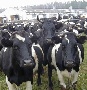 В Саратовской области объем производства животноводческой продукции увеличился на 23%