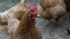 Утвержден список таиландских экспортеров мяса птицы в РФ