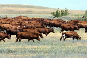 Донские парламентарии предлагают штрафовать за незаконный выпас скота