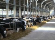 В Кемерове построят крупный животноводческий комплекс