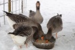 В Башкирии вывели породу морозоустойчивых гусей