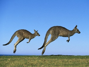 В Австралии из-за конкуренции с КРС начали отстреливать кенгуру