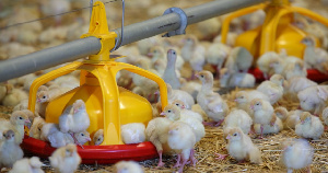 «Дамате» формирует родительское стадо индейки в Ростовской области