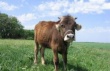 На Орловщине увеличены ставки субсидий на поддержку племенного животноводства