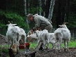 В Красноярском крае начинающие фермеры получат деньги на развитие дела