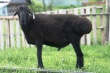  Красноярские аграрии приобрели в Алтайском крае племенных овец 