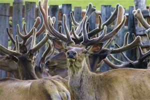 Убойная кампания в НАО выполнена на 70% Убойная кампания в НАО выполнена на 70%