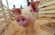Обзор украинского свиного рынка: «Оттепель» продолжается