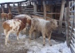 Алтайских коров планируют завозить на Сахалин