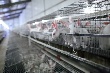 Развитие промышленного кролиководства Развитие промышленного кролиководства