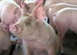 В Орловской области введен запрет на ввоз свиней 