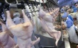 С начала года российские сельхозпредприятия увеличили выпуск мяса птицы на 6,8%