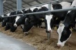 Тульская область: растет поголовье скота