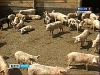 Рязанская область: Карантин введён, но вакцины пока нет