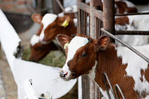 Более 215 тысяч тонн животной продукции экспортировано на Кубани в 2019 году