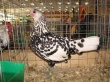 В Китае выбрали самую красивую курицу