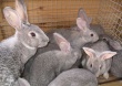 В Ростовской области успешно развивается кролиководство