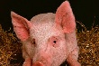 Вице-губернатор Кубани: Распространение вируса чумы свиней не связано с рейдерством