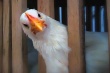  Производители курятины в Бразилии вынужденно сократили производство на 10%