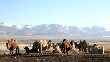 Корабли пустыни в вечной мерзлоте: на Алтае растет поголовье верблюдов Корабли пустыни в вечной мерзлоте: на Алтае растет поголовье верблюдов