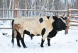 В Якутске презентовали мраморное мясо аборигенной якутской породы коров