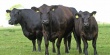Мираторг увеличит число коров в материнском стаде до 110 тысяч голов