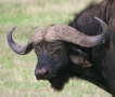 В Армении возрождают буйволиные фермы