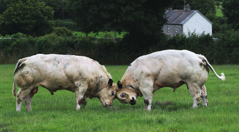 Бельгийские голубые коровы-мутанты