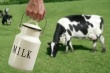 Китай создаст гигантскую ферму по производству молока для России