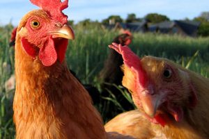 Минсельхоз России: производство мяса птицы увеличилось на 4%