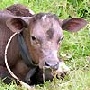 В двух районах Рязанской области объявлен карантин по пастереллезу рогатого скота