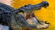 Сосиски с крокодильим мясом поступили в продажу в Норвегии