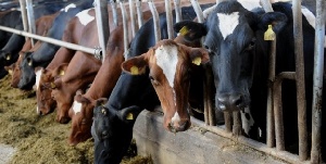 Фермеры из Латвии будут вынуждены забивать скот