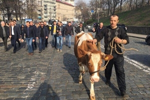 К зданию Кабинета министров Украины привели коров